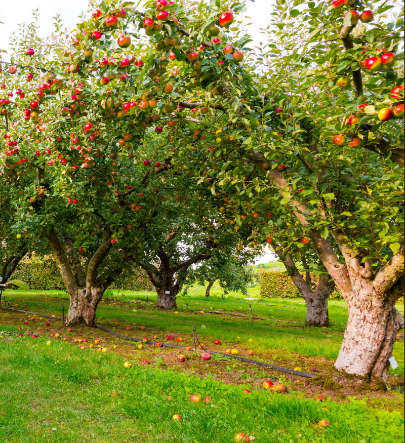 Autumn & Winter Nature Activities in Waldorf Kindergartens