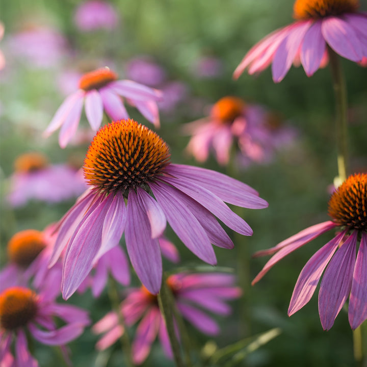 Clef des Champs Organic Echinacea-Propolis Glycerite