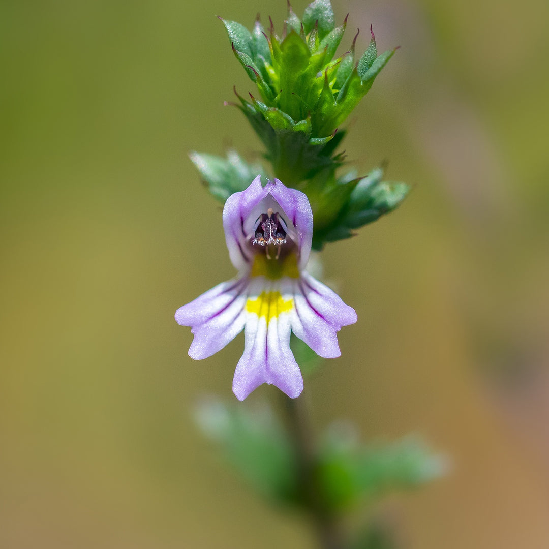 Clef des Champs Organic Eyebright