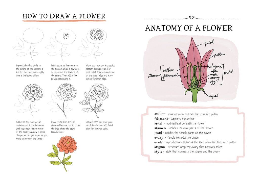 Nature Anatomy notebook