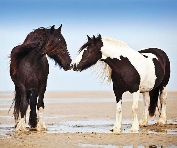 Wild for Horses