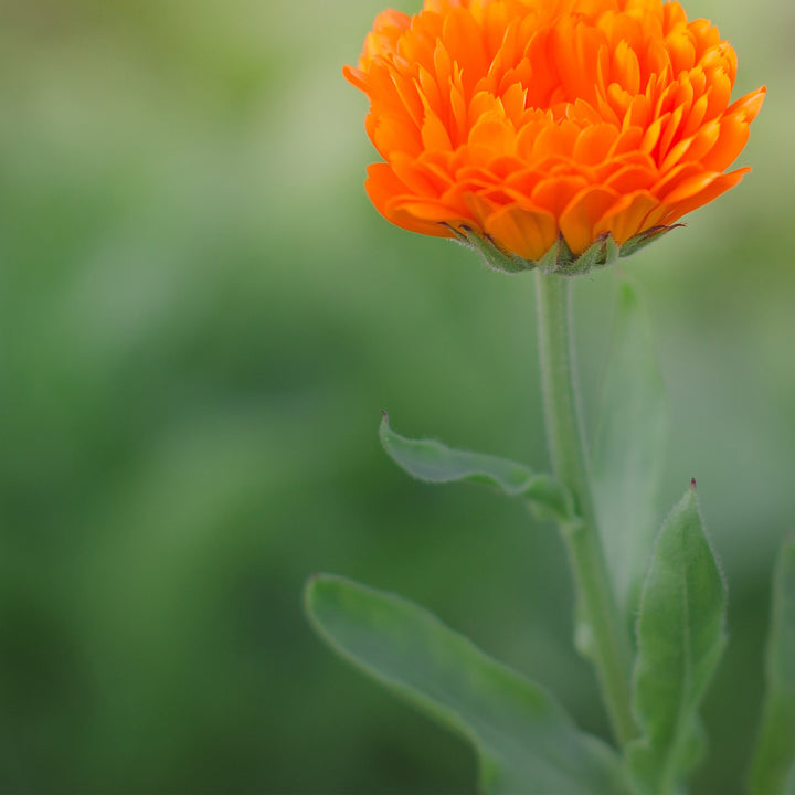 Clef des Champs organic calendula salve for wound healing