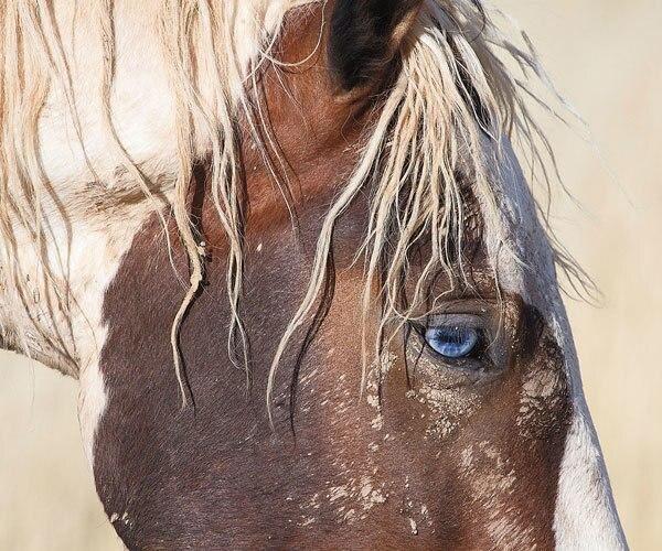 Wild for Horses